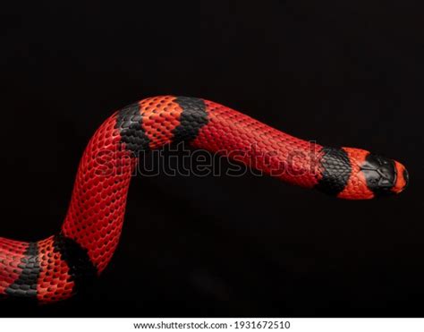 1,125 Red Black Milk Snake Images, Stock Photos & Vectors | Shutterstock