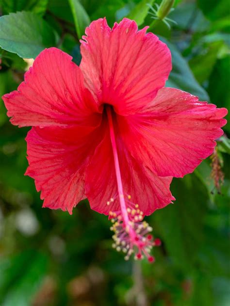 Hibiscus Flower Meaning And Symbolism Mod And Mint Plant Care