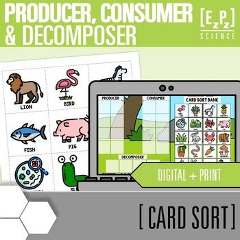 Producer Consumer And Decomposer Card Sort Activity Energy Roles