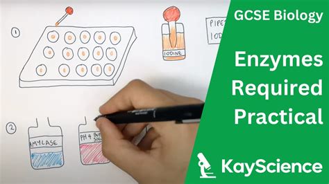 Enzymes Required Practical Gcse Biology Kayscience Youtube