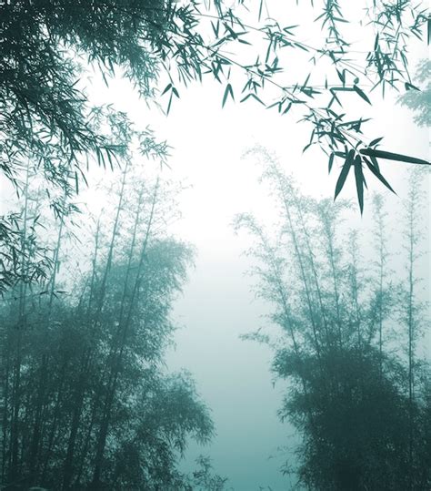 Premium Photo | A bamboo forest in China