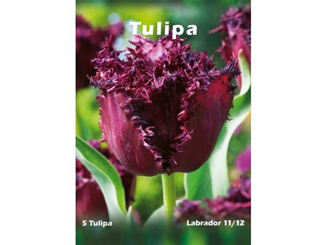 Tulipan Odmiana Labrador Tulipa Sp 5 Szt Kupuj W OBI