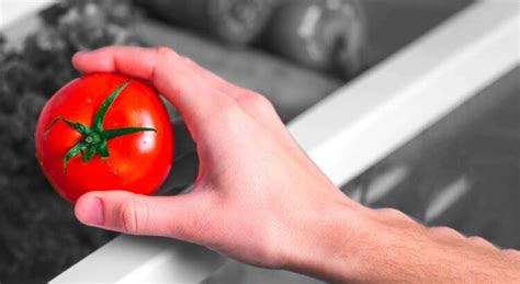 Mettre les tomates au frigo n altère pas leur saveur Science et vie