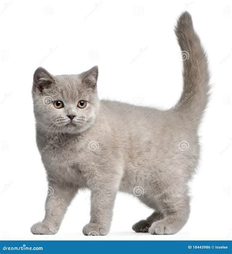 British Shorthair Kitten 3 Months Old Stock Photo Image Of Shot