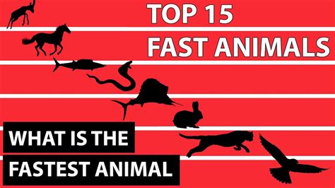 Top 15 Fastest Animals In The World Youtube