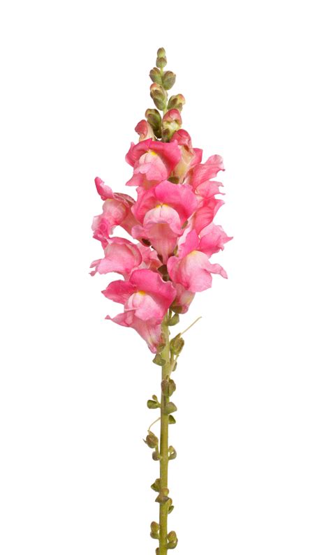 Snapdragon Flowers PNG Vector PSD And Clipart With Transparent