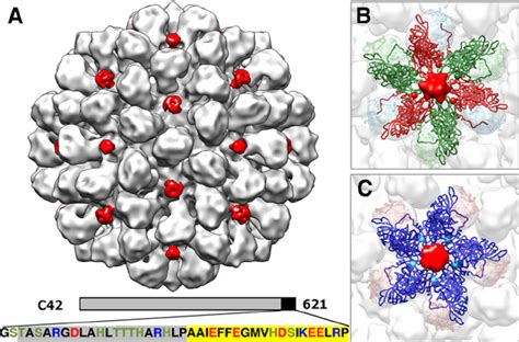 C Capsid Structure A Surface Shaded Representation Of The C T