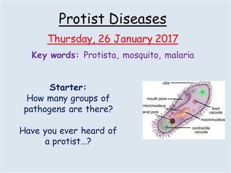 Symptoms Of Protist Diseases