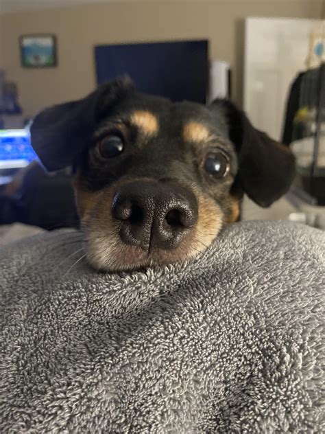 Boop da snoot : r/DogsMirin