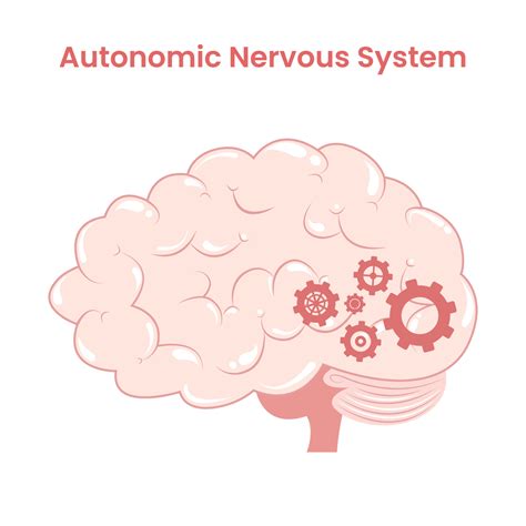 autonómico nervioso sistema dibujos animados cerebro con engranajes