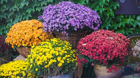 How To Get The Most Out Of Your Fall Mums