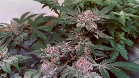 Barney S Farm Glookies Grow Journal Week By Salokin Growdiaries