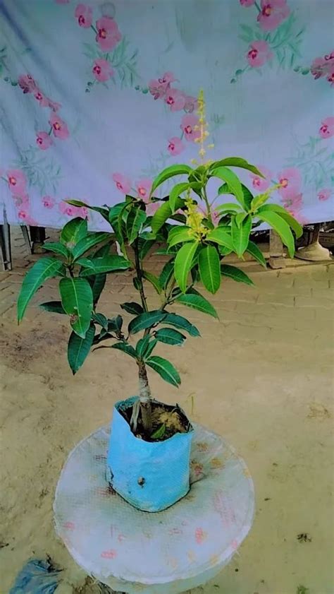 Green Well Watered Dasheri Mango Fruit Plant For Garden At Rs 180