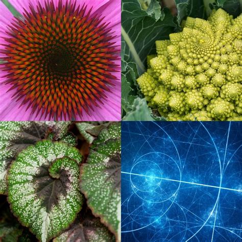 Sacred Geometry In Nature