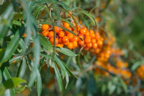 Ripe Red Berries Of Wild Forest Sea Buckthorn Sea Buckthorn Growing On