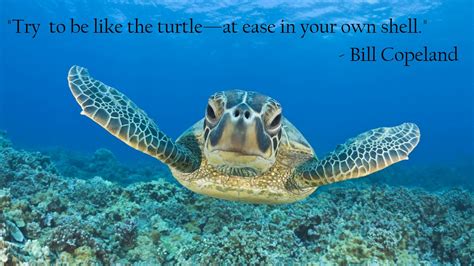 Inspirational Funny Quotes Turtle. QuotesGram