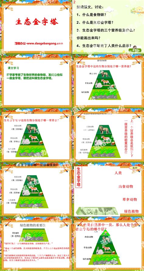 生态金字塔PPT课件 湘教版五年级语文上册