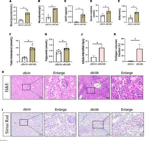 Figure From Senescent Renal Tubular Epithelial Cells Activate