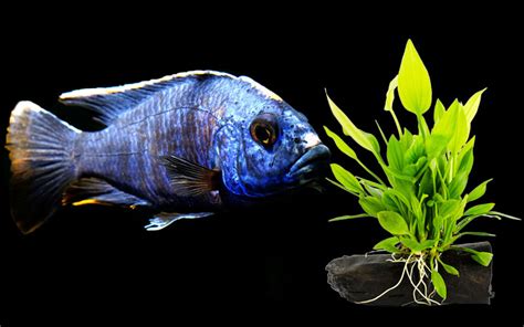 Do African Cichlids Eat Aquatic Plants? 5 Things to Consider - VIVO Pets