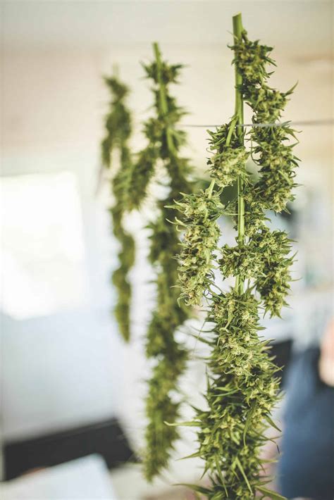 How to Harvest Outdoor Cannabis Plants » Emily Kyle, MS, RDN