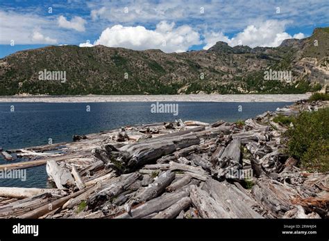 Trees Felled By The 1980 Eruption Of Mt St Helens Line The Bank And