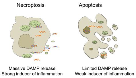 Manolis Pasparakis Lab: Cell death as a trigger of inflammation