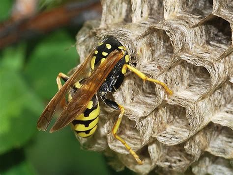 Larvas De Avispa Características De Su Desarrollo Y Fotos