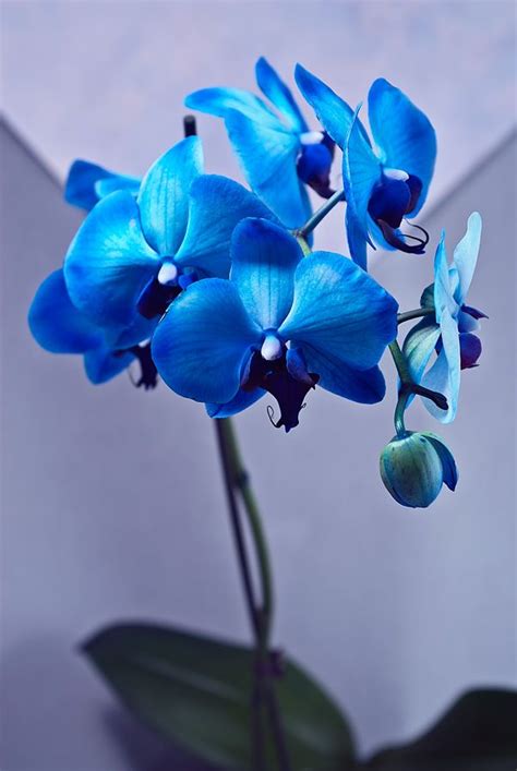 blue orchid | Blue orchids, Orchids, Beautiful orchids