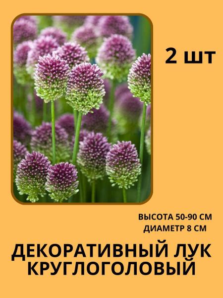 Луковицы купить по выгодной цене в интернет-магазине OZON (1242278149)