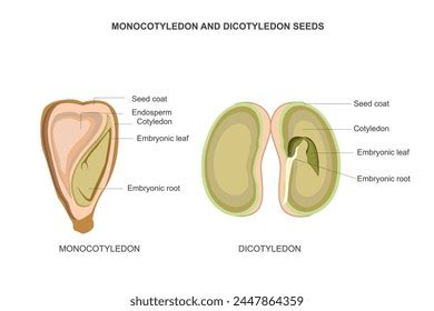 Best Estructura De Una Semilla Royalty Free Images Stock Photos