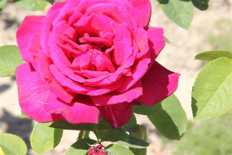 Como Cultivar Rosas Um Guia Completo Para O Iniciante Jardim Dos