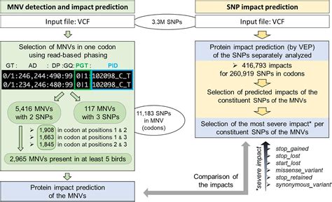 Frontiers Watch Out For A Second Snp Focus On Multi Nucleotide