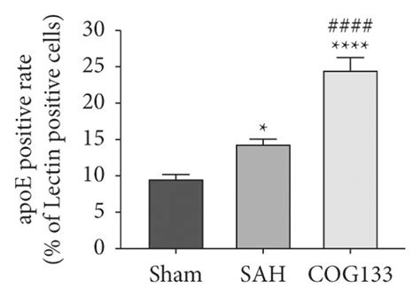 Expression Of Apoe In Brain Tissues Endothelial Cells And Astrocytes