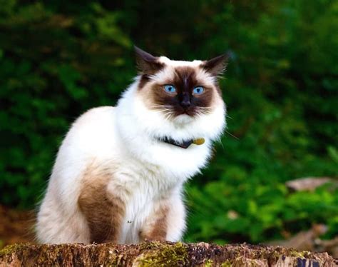 himalayan cat regal beauty  gorgeous coat  gentle nature