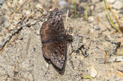 Horace S Duskywing Erynnis Horatius Bugguide Net