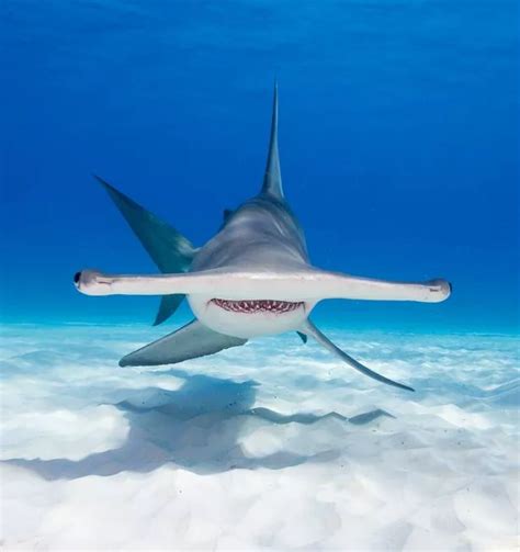 Rare double shark attack in Florida results in critical injuries and ...