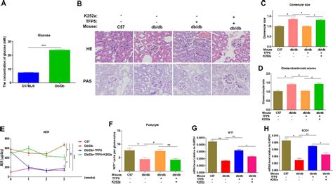 Frontiers Tfp Mediated Cdk Activity Inhibition Improves Diabetic