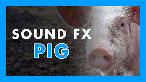 Sound Effect Pig Sound 🐷🐖 Youtube