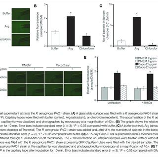 Characterization Of Caco 2 Cell Supernatant Facilitating Penetration