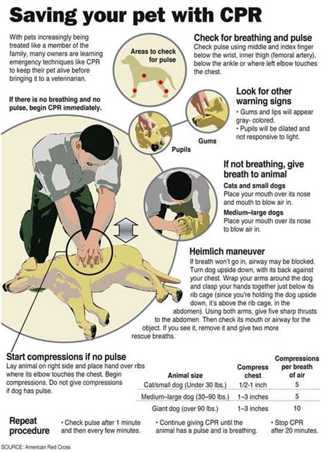 Do You Know How To Perform Dog CPR?