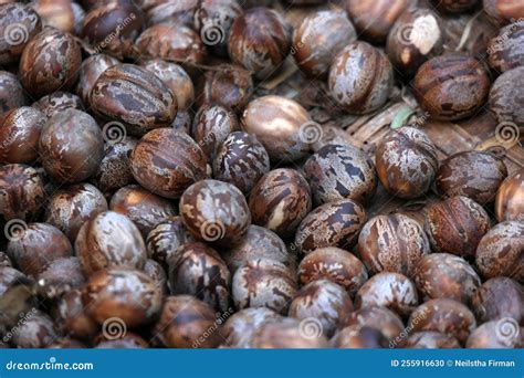 biji karet  hevea brasiliensis  rubber tree seeds stock photo