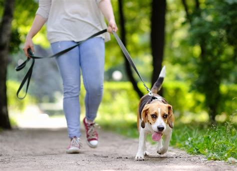 8 Dog Exercising Tips For Warm Weather Petmd