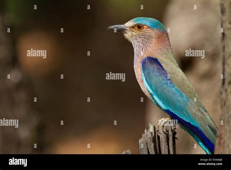 Indian Roller Coracias Benghalensis Stock Photo Alamy