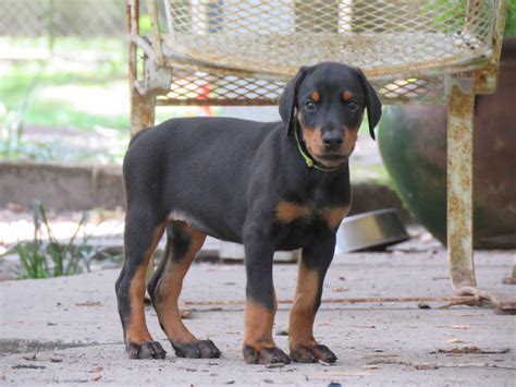 Yellow Female Akc Doberman Puppies For Salehawthorne Fl