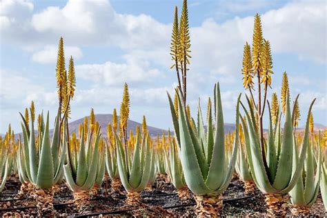 Aloe Vera Plant Flower Stalk | Best Flower Site