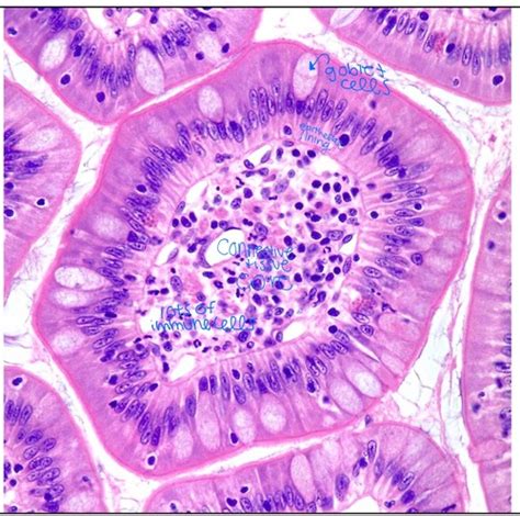 Histology Flashcards Quizlet