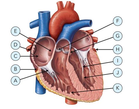 Practical Heart Anatomy 1 Diagram Quizlet