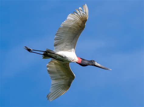 Jabiru - eBird