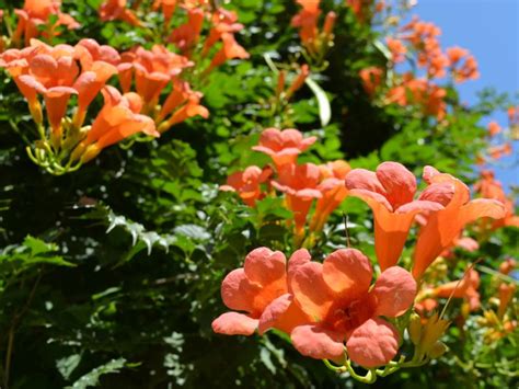 Orange Trumpet Vine Tecoma Campsis Radicans Flowering Live Plant