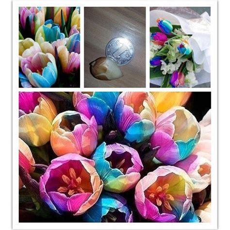 100pcsbag Rare Rainbow Tulip Bulbs Flower Seeds Essential For Home Garden Decor Buy At A Low